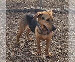 Small #8 Beagle Mix