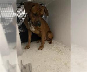Boxweiler Dogs for adoption in Houston, TX, USA