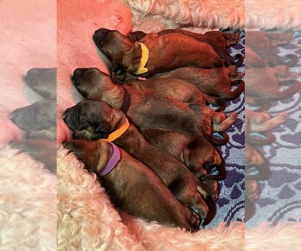 Medium Photo #5 Bouvier Des Flandres Puppy For Sale in BLANCO, TX, USA