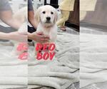 Puppy Red Boy Golden Retriever