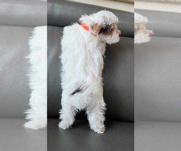 Medium Photo #20 Yorkshire Terrier Puppy For Sale in ROCKLIN, CA, USA