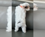 Small #19 Yorkshire Terrier