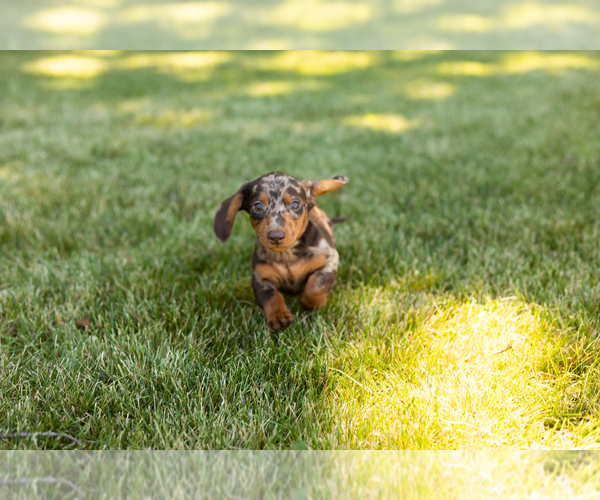 Medium Photo #6 Dachshund Puppy For Sale in MILFORD, IN, USA