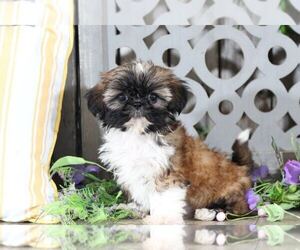 Shih Tzu Puppy for sale in MOUNT VERNON, OH, USA
