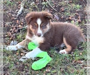 Australian Shepherd Puppy for sale in NELSON, VA, USA