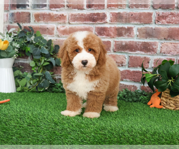 Medium Photo #1 Goldendoodle mix (+ Poodle Miniature) Puppy For Sale in SYRACUSE, IN, USA