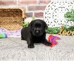 Small #1 Labrador Retriever