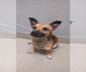 Dachshund-Unknown Mix Dogs for adoption in Las Vegas, NV, USA