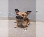 Small Dachshund Mix