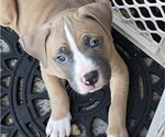 Puppy King American Bully