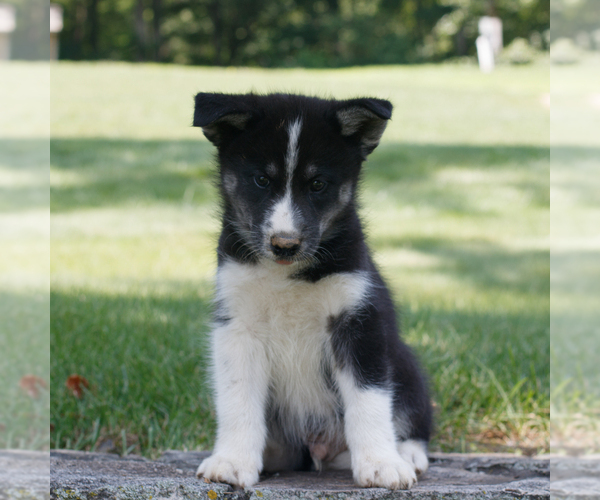 Medium Photo #1 Samoyed-Siberian Husky Mix Puppy For Sale in GAP, PA, USA