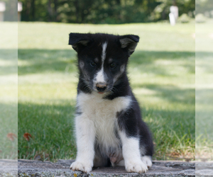 Samoyed-Siberian Husky Mix Puppy for sale in GAP, PA, USA