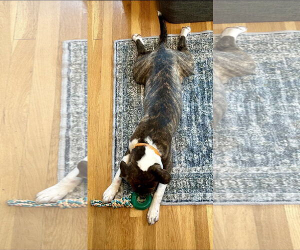 Medium Photo #12 Mountain Cur-Unknown Mix Puppy For Sale in Alexander, AR, USA