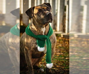 Mutt Dogs for adoption in Fremont, CA, USA