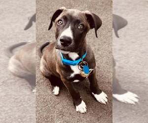 Labrador Retriever-Unknown Mix Dogs for adoption in pomfret, CT, USA