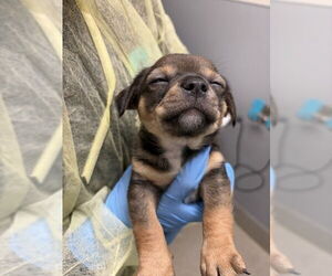 Mutt Dog for Adoption in Las Vegas, Nevada USA