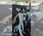 Small Siberian Husky Mix