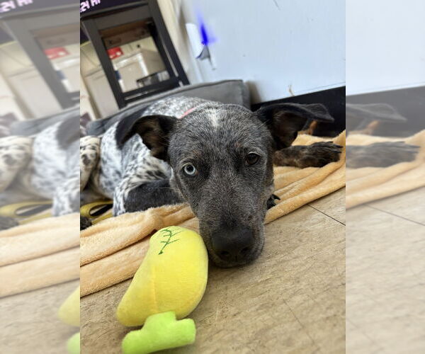 Medium Photo #9 Mutt Puppy For Sale in Brewster, NY, USA