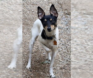Rat Terrier Dogs for adoption in Lake City, MI, USA