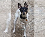 Small Rat Terrier
