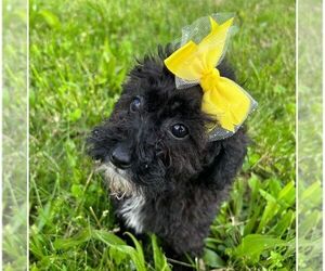 Poodle (Miniature) Puppy for sale in DUNDEE, OH, USA