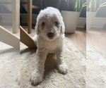 Puppy Puppy 1 Aussiedoodle-Goldendoodle Mix