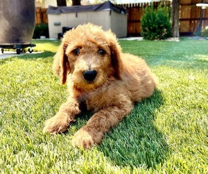 Goldendoodle Puppy for Sale in RIVERBANK, California USA