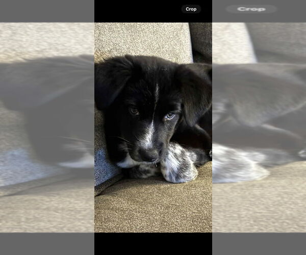 Medium Photo #4 Mutt Puppy For Sale in Springdale, PA, USA