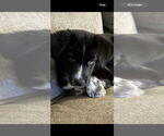 Small #3 Mutt