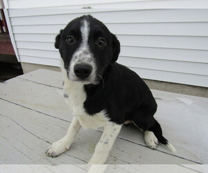 Border-Aussie Puppy for sale in JACKSON, MI, USA
