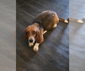 Father of the Basset Hound puppies born on 06/13/2025