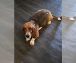 Small Photo #1 Basset Hound Puppy For Sale in PORTLAND, TN, USA