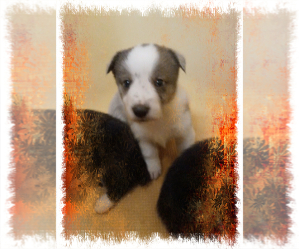 Medium Photo #47 Australian Shepherd-Pembroke Welsh Corgi Mix Puppy For Sale in GALLEGOS, NM, USA
