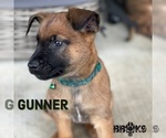 Small Photo #6 Dutch Shepherd Dog Puppy For Sale in COLLINSVILLE, OK, USA