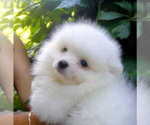 Pomeranian Puppy for sale in EMPIRE STATE, NY, USA