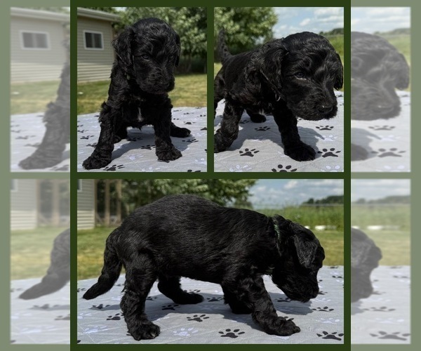 Medium Photo #8 Goldendoodle Puppy For Sale in HOWARD CITY, MI, USA