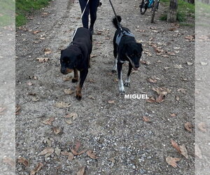 MIGUEL - Male Labrador Retriever-Unknown Mix Dog for Adoption - Photo #4