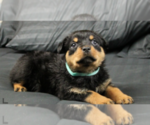 Small Photo #25 Rottweiler Puppy For Sale in ROSEBURG, OR, USA