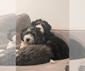 Mother of the Bernedoodle puppies born on 05/24/2024