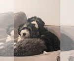 Small Photo #1 Bernedoodle Puppy For Sale in LONGMONT, CO, USA