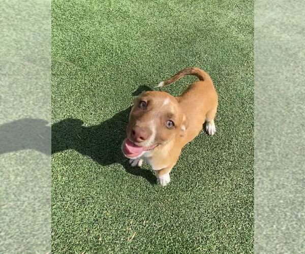 Medium Photo #1 Beagle-Unknown Mix Puppy For Sale in La Verne, CA, USA