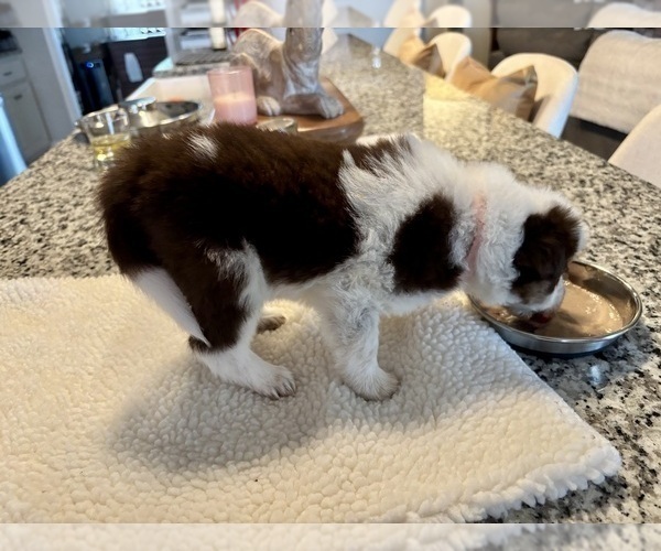 Medium Photo #19 Border Collie Puppy For Sale in MARYVILLE, TN, USA