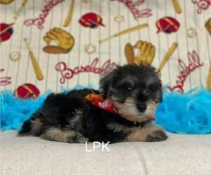 Schnauzer (Miniature) Puppy for sale in WINNSBORO, LA, USA