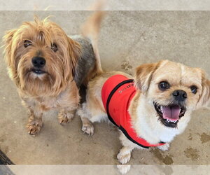Felix - Male Pug-Shih Tzu Mix Dog for Adoption - Photo #3