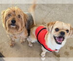 Small #2 Pug-Shih Tzu Mix
