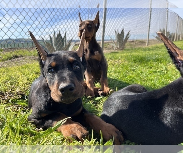 Medium Photo #2 Doberman Pinscher Puppy For Sale in SALINAS, CA, USA