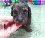 Small #5 Dachshund