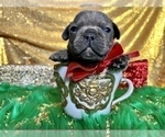 Small Photo #88 French Bulldog Puppy For Sale in HAYWARD, CA, USA