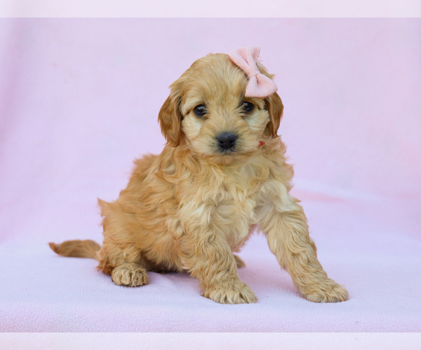 Medium Photo #3 Cavapoo (Miniature) Puppy For Sale in LIBERTY, KY, USA