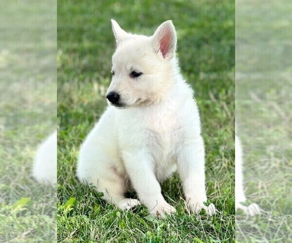 Medium Photo #4 German Shepherd Dog Puppy For Sale in CARDINGTON, OH, USA